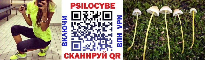 блэк спрут ссылки  Шатура  Псилоцибиновые грибы Psilocybine cubensis 